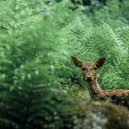 A deer in the forest
