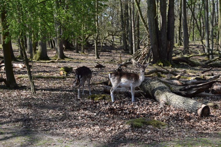 Two deers in the forest