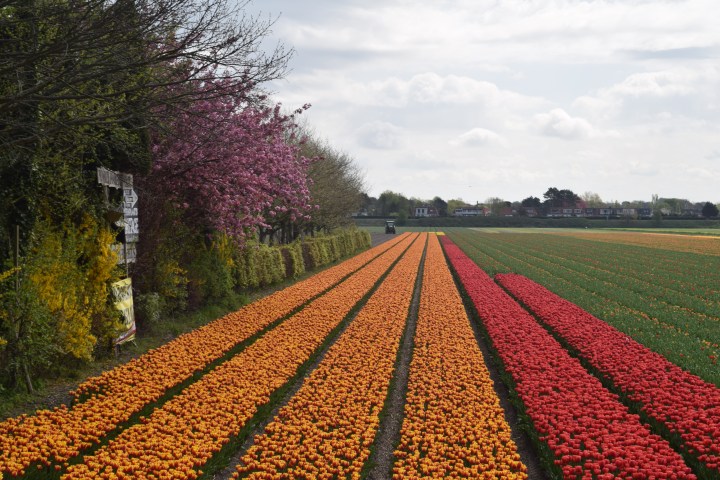 Rows of tulips