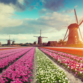Tulip fields and various windmills in the background