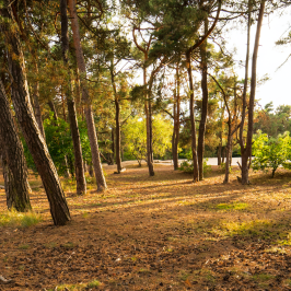 Various trees in the forest